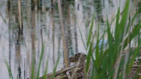 Small bird (likely Snipe or Little Bittern) in natural habitat by Ros River, Ukr Stock Footage 326313819