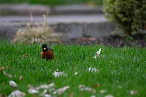 A Small Bird Looking at the Camera Stock Photos
