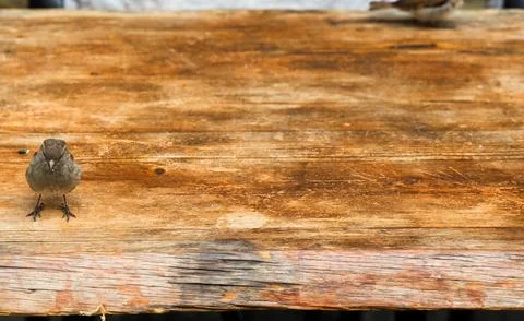 Small bird looking directly at the camera on an old wooden surface Stock Photos