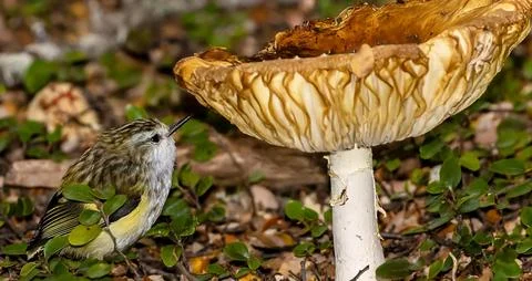 Small Bird Looking at Large Wild Mushroom in Forest Stock Photos