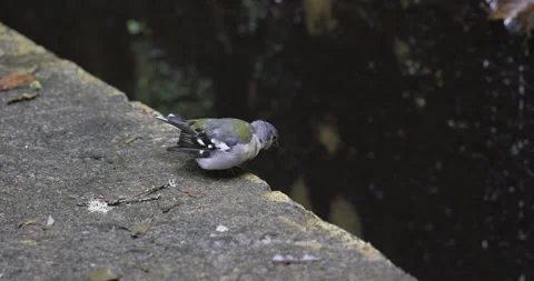 A small bird looks around, water drops in the background, 4K slomo Stock Footage 249767433