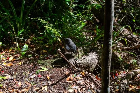 Small Bird in Lush Forest Setting Fotos Stock