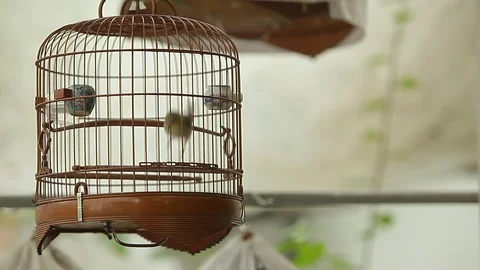 Small bird moving around in a cage Stock Footage 97381849