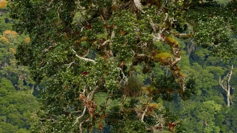 Small bird moving in stunning sharp shot with blurry background Stock Footage 126805660