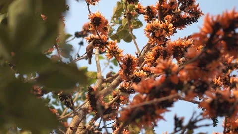 Small Bird Moving Through Blooming Flame of the Forest Flowers. Video stock 333979925