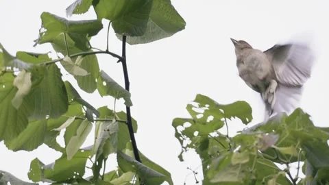 Small Bird Navigating Foliage and Taking Flight - 4K Wildlife Action Shot Stockbeeldmateriaal 335259654