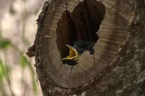 Small bird in a nest inside a tree Stock Photos