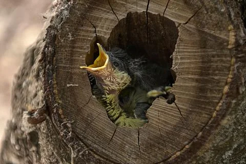 Small bird in a nest inside a tree Stock Photos