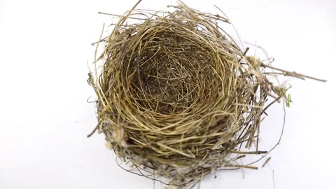 Small bird nest turns on itself on a white background Видео 130427605