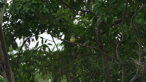 Small Bird Observing from Branches in Dense Greenery Stock Footage 334137561