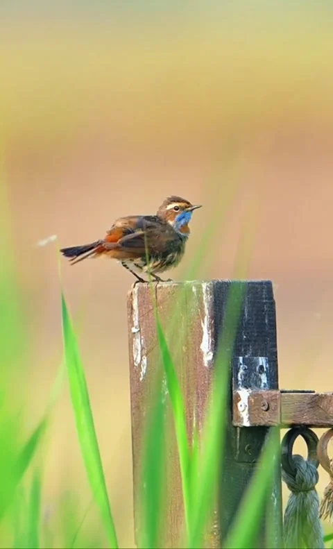 Small bird with orange plumage perched on a wooden post in a grassy field Vídeos de archivo 335249191