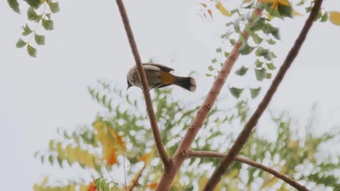 Small bird in the park Stock Footage 299754430