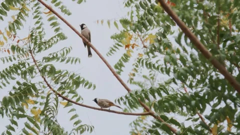 Small bird in the park Stock Footage 299754848