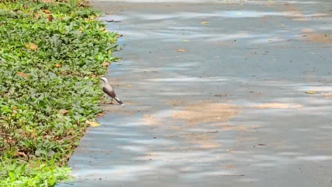 Small bird on a pathway by the grass in a garden park during sunny day Stock Footage 325741260