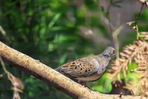 A small bird with patterned feathers rests on a tree branch in the sunlight Stock Photos