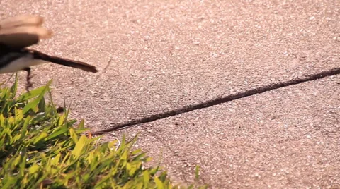 Small bird on pavement Stock Footage 39944830