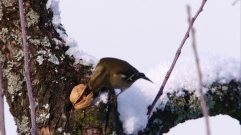 Small bird pecking at nut in snow Stock Footage 320053936