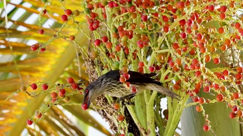 Small bird pecking red berries from a palm tree branch in daylight. Stock Footage 333835515