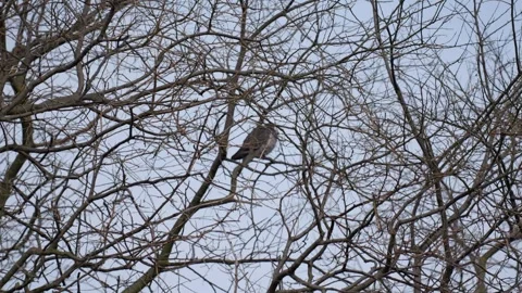 Small bird perched among dense tree branches in early spring Stock Footage 331714639