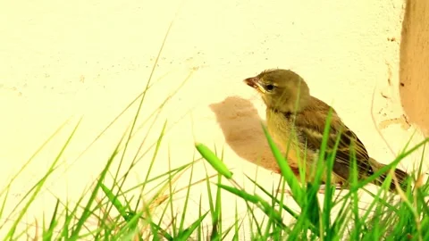 Small Bird Perched Amongst Grass Blades Near Wall Video stock 310816533