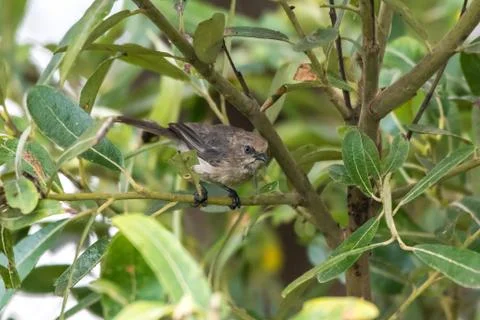 Small bird perched and alert. Stock Photos