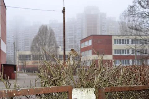Small bird perched on bare branches in foggy city Stock-Fotos