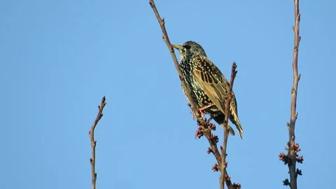 Small bird perched on a bare tree Stock Footage 325327714