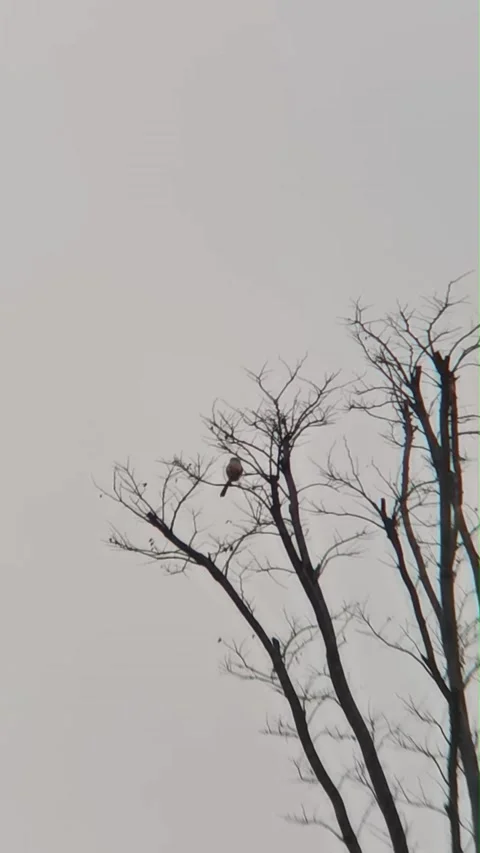 Small Bird Perched on Bare Tree Branches Against Overcast Sky in China Stockbeeldmateriaal 337386719
