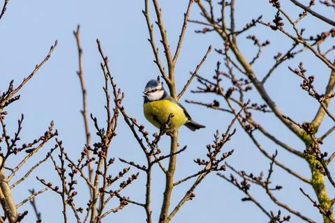 Small Bird Perched on Bare Tree Branch Stock-Fotos