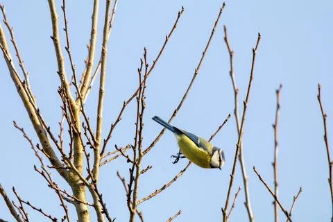 Small Bird Perched on Bare Tree Branch Stock Photos