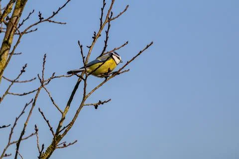 Small Bird Perched on Bare Tree Branch Stock Photos