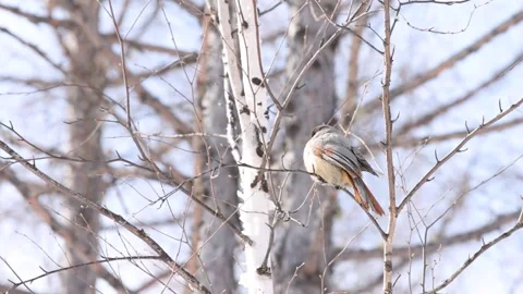 Small Bird Perched On Bare Winter Branch Stock Footage 333576669
