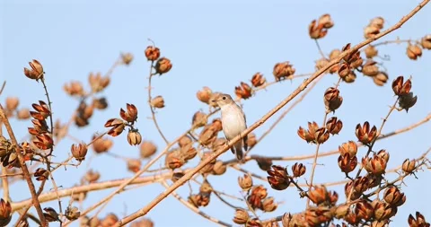 Small bird perched on branch with dried seed pods against blue sky Vidéo 332387534