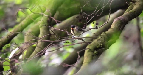 Small Bird Perched on a Branch in a Lush Green Forest Stock Footage 305702334