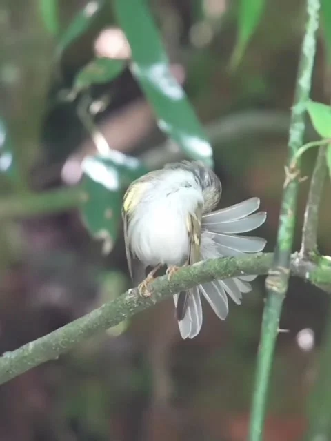 Small bird perched on a branch in a lush forest Vídeos de archivo 336033432