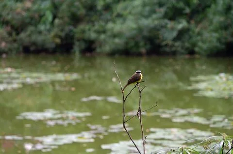 Small bird perched on a branch overlooking a tranquil pond. Stock Photos