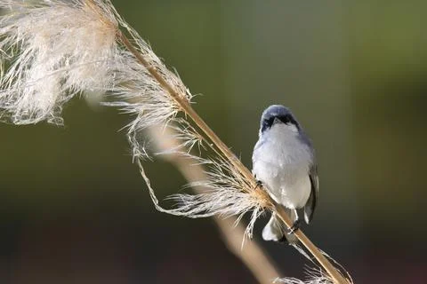A small bird is perched on a branch Stock Photos