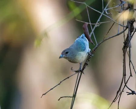 A small bird is perched on a branch Stock Photos
