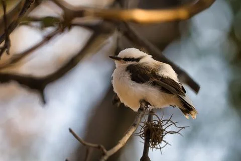 A small bird is perched on a branch Stock Photos