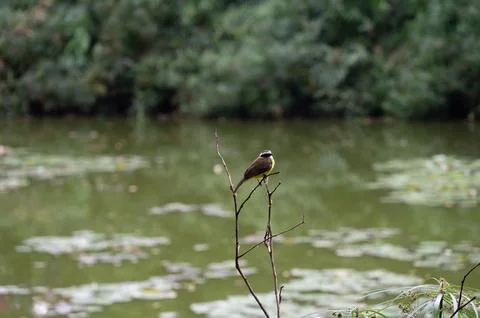 Small bird perched on a branch by a tranquil pond, surrounded by lush greener Stock Photos