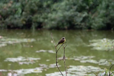 Small bird perched on a branch by a tranquil pond, surrounded by lush green.. Stock Photos