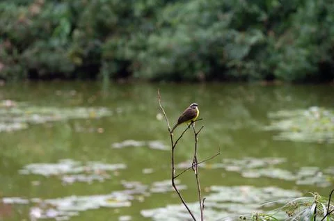 Small bird perched on a branch by a tranquil pond, surrounded by lush greener Foto stock