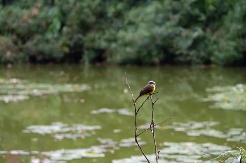 Small bird perched on a branch by a tranquil pond, surrounded by lush greener Stock Photos