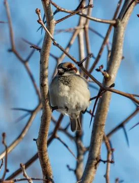 A small bird is perched on a branch of a tree Stock Photos