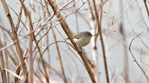 A small bird is perched on a branch in a tree Stock Photos