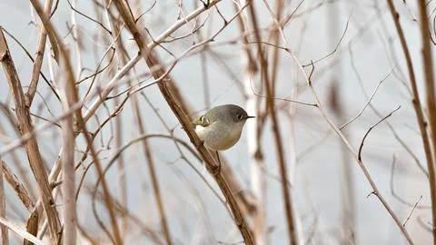 A small bird is perched on a branch in a tree Stock Photos