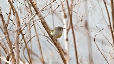 A small bird is perched on a branch in a tree Stock Photos