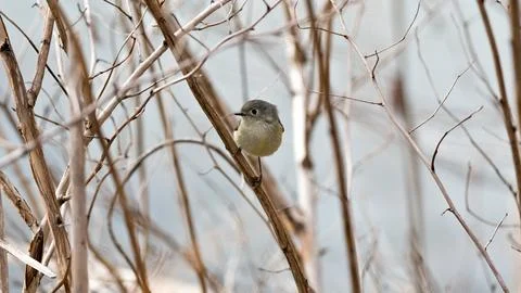 A small bird is perched on a branch in a tree Stock Photos