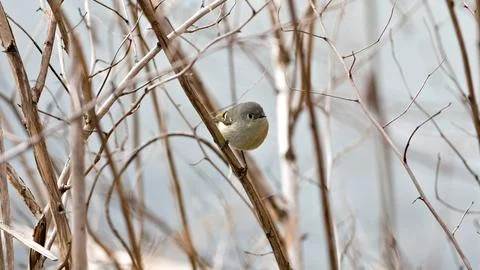 A small bird is perched on a branch in a tree Stock-Fotos