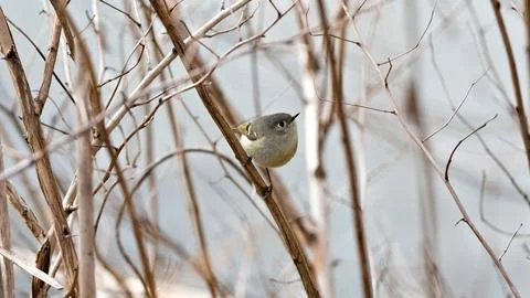 A small bird is perched on a branch in a tree Stock Photos